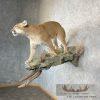 Mountain Lion (Cougar) Taxidermy Mount For Sale - Image 4