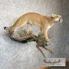 Mountain Lion (Cougar) Taxidermy Mount For Sale - Image 5