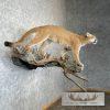 Mountain Lion (Cougar) Taxidermy Mount For Sale - Image 6