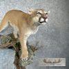 Mountain Lion (Cougar) Taxidermy Mount For Sale - Image 7