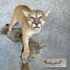 Mountain Lion (Cougar) Taxidermy Mount For Sale - Image 8