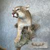 Mountain Lion (Cougar) Taxidermy Mount For Sale - Image 9