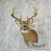 Whitetail Deer Taxidermy Shoulder Mount For Sale - Image 2