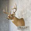 Whitetail Deer Taxidermy Shoulder Mount For Sale - Image 3