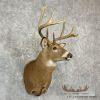 Whitetail Deer Taxidermy Shoulder Mount For Sale - Image 4