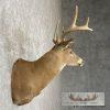 Whitetail Deer Taxidermy Shoulder Mount For Sale - Image 5