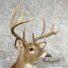 Whitetail Deer Taxidermy Shoulder Mount For Sale - Image 6