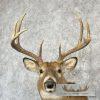 Whitetail Deer Taxidermy Shoulder Mount For Sale - Image 7