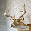 Whitetail Deer Taxidermy Shoulder Mount For Sale - Image 8
