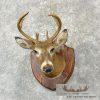 Whitetail Deer Taxidermy Shoulder Mount For Sale - Image 2