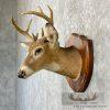 Whitetail Deer Taxidermy Shoulder Mount For Sale - Image 3