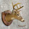 Whitetail Deer Taxidermy Shoulder Mount For Sale - Image 4