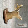 Whitetail Deer Taxidermy Shoulder Mount For Sale - Image 5