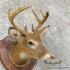 Whitetail Deer Taxidermy Shoulder Mount For Sale - Image 6