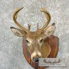 Whitetail Deer Taxidermy Shoulder Mount For Sale - Image 7