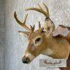 Whitetail Deer Taxidermy Shoulder Mount For Sale - Image 8