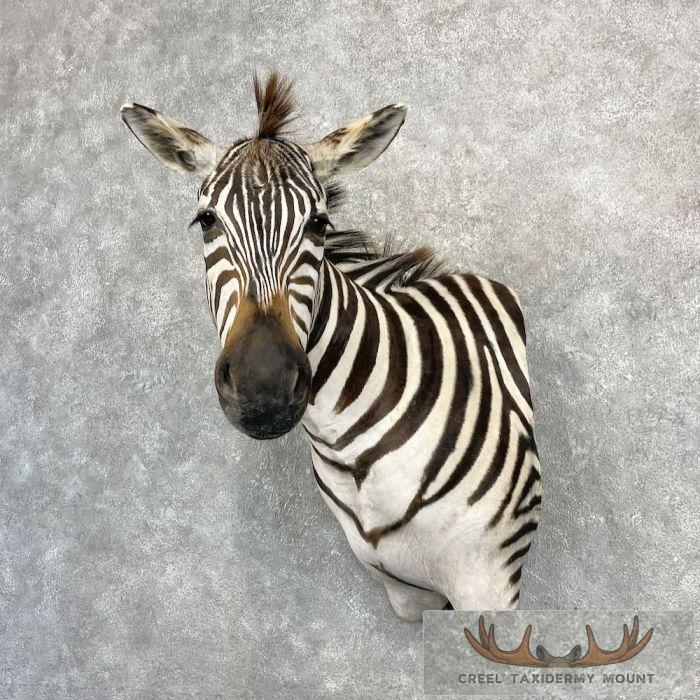 African Burchell's Zebra Taxidermy Shoulder Mount For Sale - Image 2