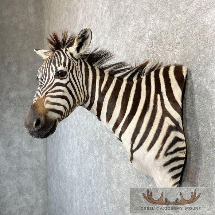 African Burchell's Zebra Taxidermy Shoulder Mount For Sale - Image 3