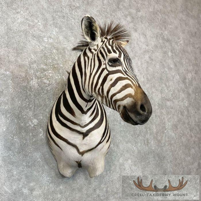 African Burchell's Zebra Taxidermy Shoulder Mount For Sale - Image 4