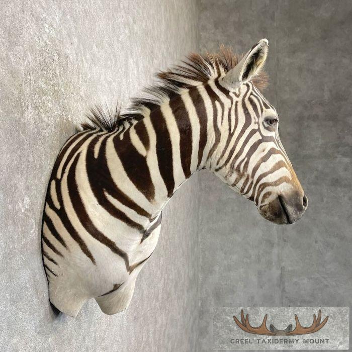 African Burchell's Zebra Taxidermy Shoulder Mount For Sale - Image 5