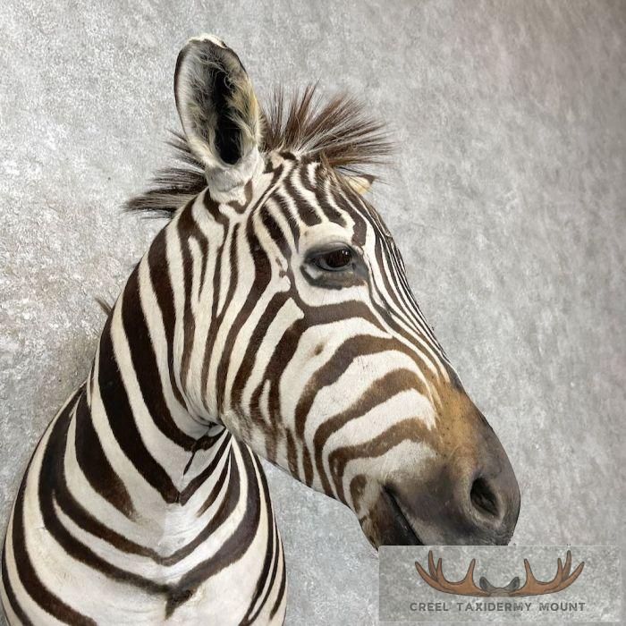 African Burchell's Zebra Taxidermy Shoulder Mount For Sale - Image 6