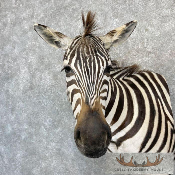 African Burchell's Zebra Taxidermy Shoulder Mount For Sale - Image 7