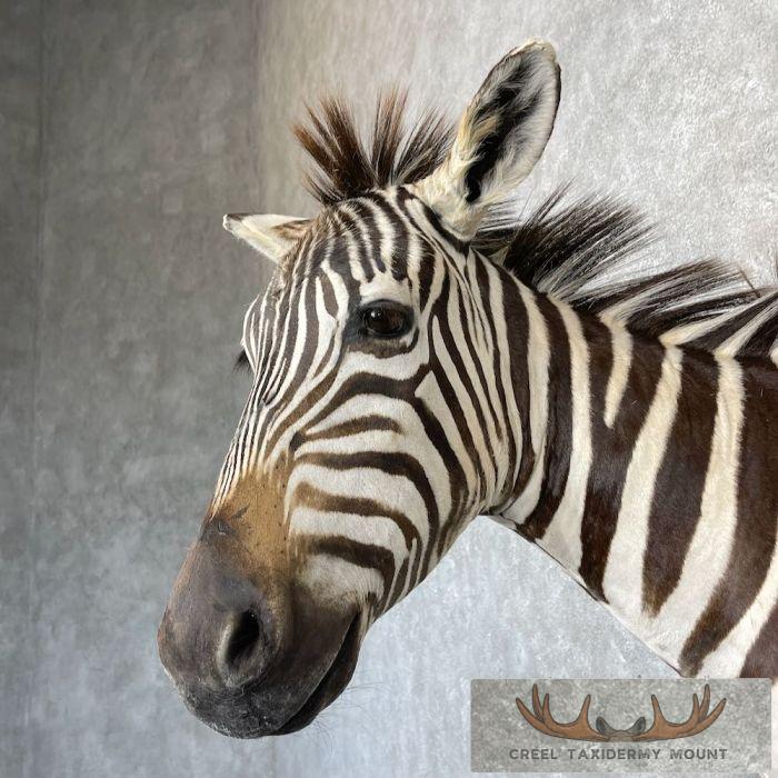 African Burchell's Zebra Taxidermy Shoulder Mount For Sale - Image 8