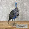 Vulturine Guineafowl Taxidermy Bird Mount For Sale - Image 2