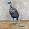 Vulturine Guineafowl Taxidermy Bird Mount For Sale - Image 3