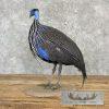 Vulturine Guineafowl Taxidermy Bird Mount For Sale - Image 4