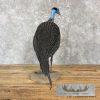 Vulturine Guineafowl Taxidermy Bird Mount For Sale - Image 5