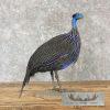 Vulturine Guineafowl Taxidermy Bird Mount For Sale - Image 6