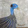 Vulturine Guineafowl Taxidermy Bird Mount For Sale - Image 7