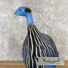 Vulturine Guineafowl Taxidermy Bird Mount For Sale - Image 8