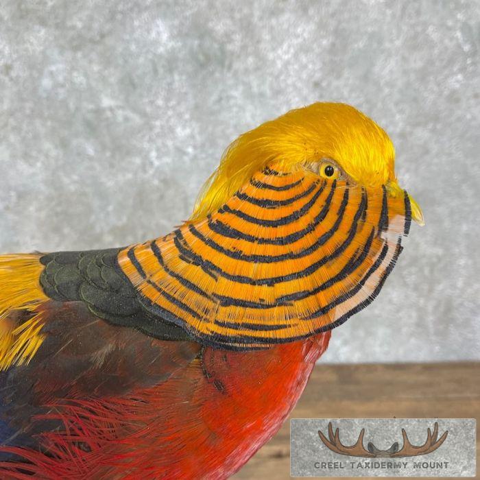 Red Golden Pheasant Taxidermy Bird Mount For Sale - Image 2