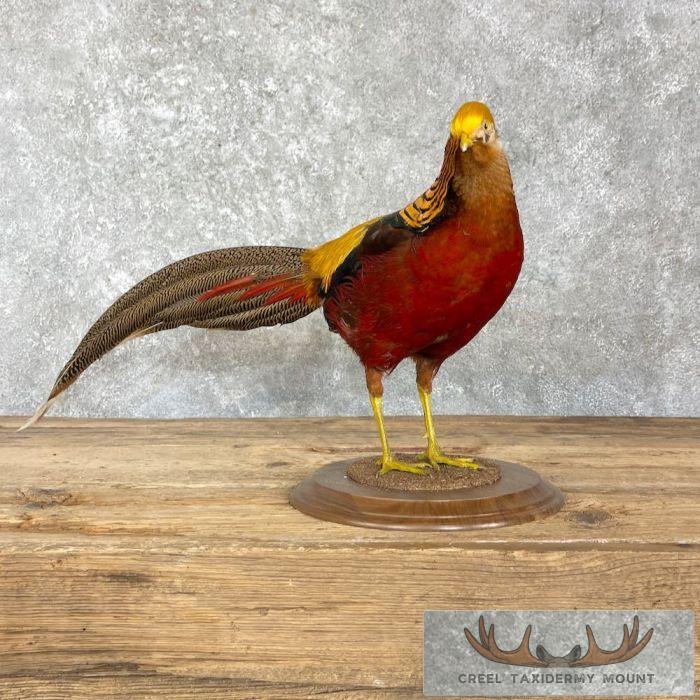 Red Golden Pheasant Taxidermy Bird Mount For Sale - Image 3