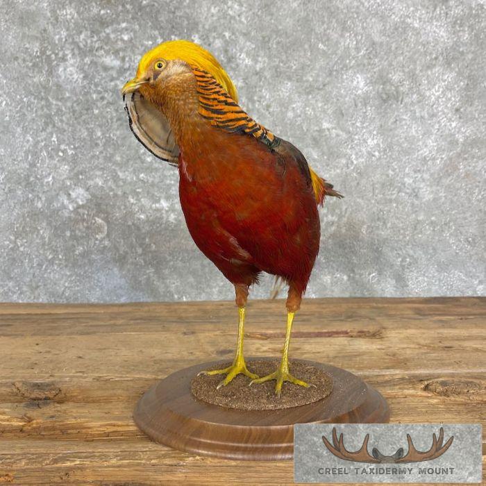 Red Golden Pheasant Taxidermy Bird Mount For Sale - Image 4