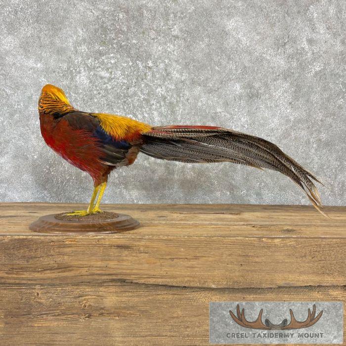 Red Golden Pheasant Taxidermy Bird Mount For Sale - Image 5