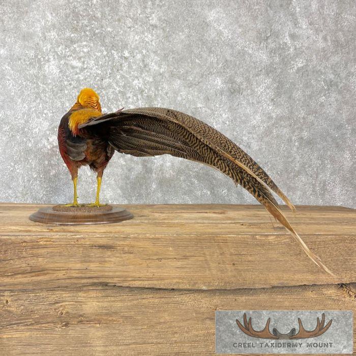 Red Golden Pheasant Taxidermy Bird Mount For Sale - Image 6