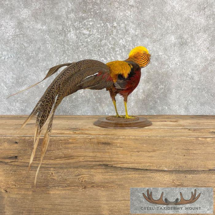 Red Golden Pheasant Taxidermy Bird Mount For Sale - Image 7