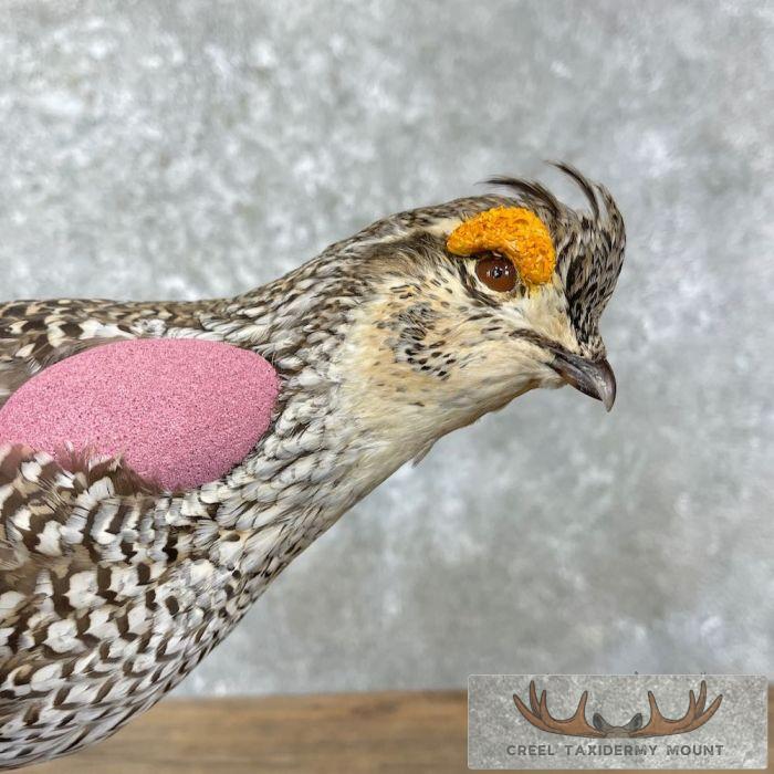 Sharp-tailed Grouse Taxidermy Bird Mount For Sale - Image 2