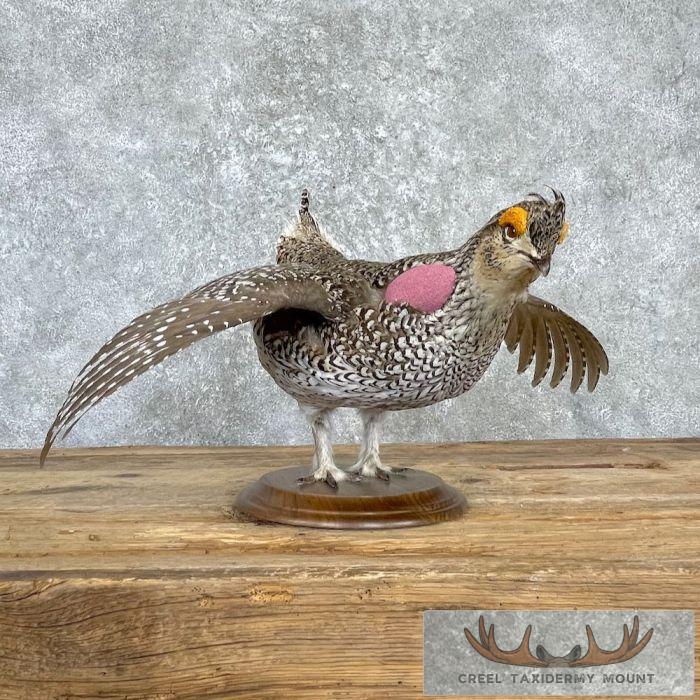 Sharp-tailed Grouse Taxidermy Bird Mount For Sale - Image 3