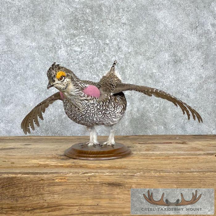 Sharp-tailed Grouse Taxidermy Bird Mount For Sale - Image 4