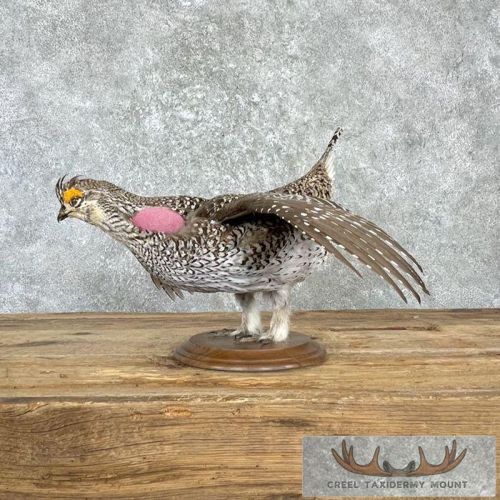 Sharp-tailed Grouse Taxidermy Bird Mount For Sale - Image 5