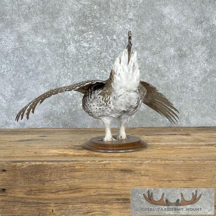 Sharp-tailed Grouse Taxidermy Bird Mount For Sale - Image 6