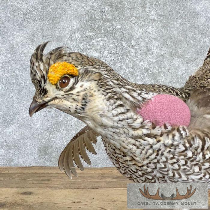 Sharp-tailed Grouse Taxidermy Bird Mount For Sale - Image 7