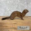 Mink Life-Size Taxidermy Mount For Sale - Image 2
