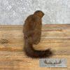 Mink Life-Size Taxidermy Mount For Sale - Image 3