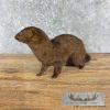 Mink Life-Size Taxidermy Mount For Sale - Image 5