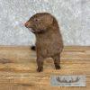 Mink Life-Size Taxidermy Mount For Sale - Image 6